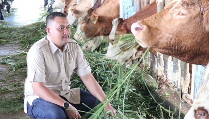 Pj Gubernur Jabar Sebut Peningkatan Kasus PMK Terjadi di 14 Kota Kabupaten, 53 Ternak Mati